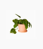 Product dummy title