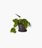Product dummy title