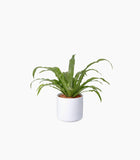 Product dummy title